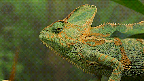 chameleons change color to stand out not blend in twistedsifter medium