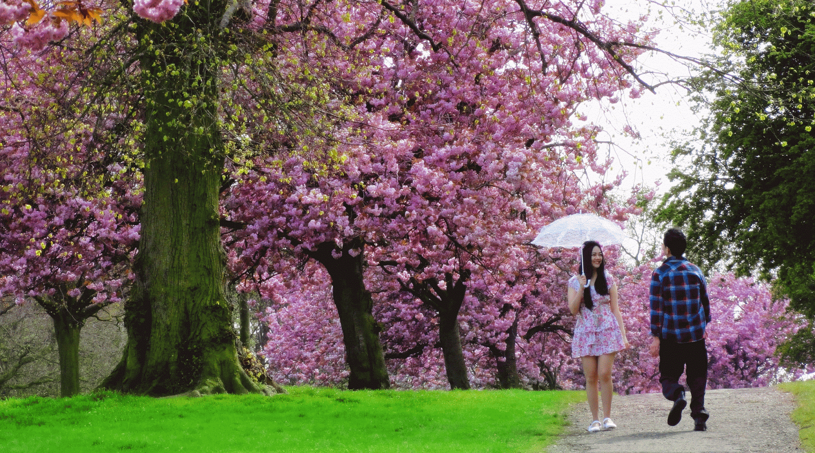 travel the world is a dream cherry blossoms medium