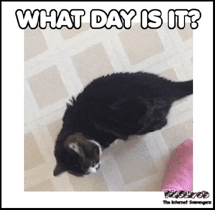 what day is it funny monday gif pmslweb medium