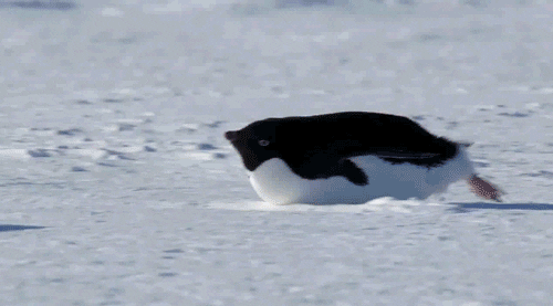 penguin moving gif find share on giphy medium