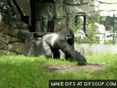 monkey poop gif find share on giphy medium