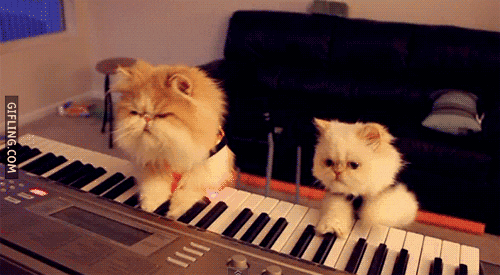 cat playing piano gifs find share on giphy medium