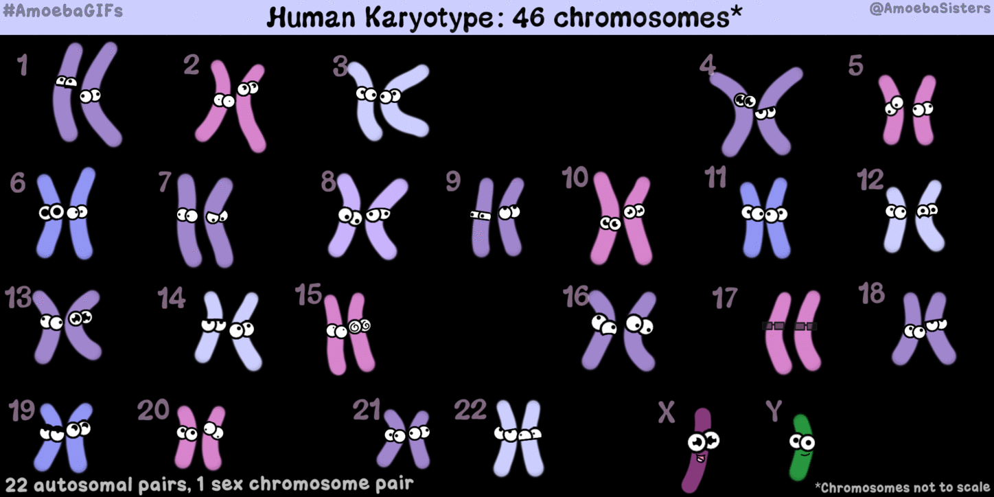 human karyotype amoebagifs gifs by the amoeba sisters medium