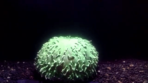 coral bleaching caught on video for the first time daily mail online medium