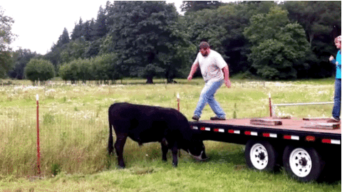 cow falling gif by world s funniest find share on giphy medium