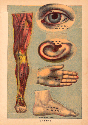anatomical illustrations from 1901 robotspacebrain medium