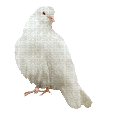 dove bird dove animated caree transparent gif animation medium