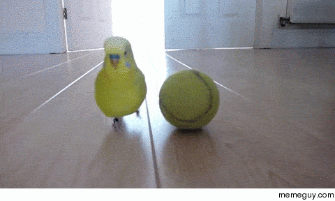 just a bird and his tennis ball meme guy medium