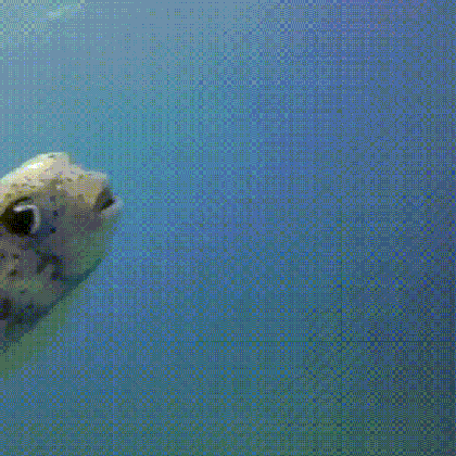 puffer fish gifs find share on giphy medium