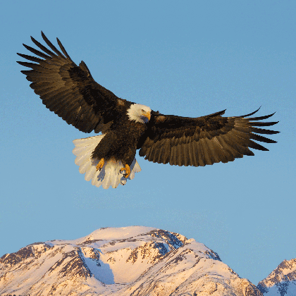 baldeagles gifs get the best gif on giphy medium