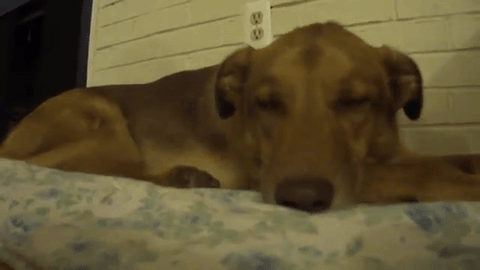 how accurately are you reading your dog s expressions cnn medium