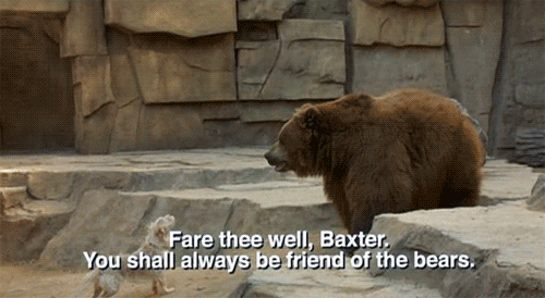 bear anchorman gif find share on giphy medium
