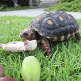 gif animals cute animal eating gifset pet tortoise turtle im cool medium
