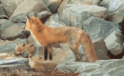fennec fox baby medium