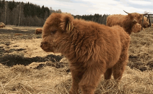 if you ever feel sad these 10 highland cattle calves will make you medium