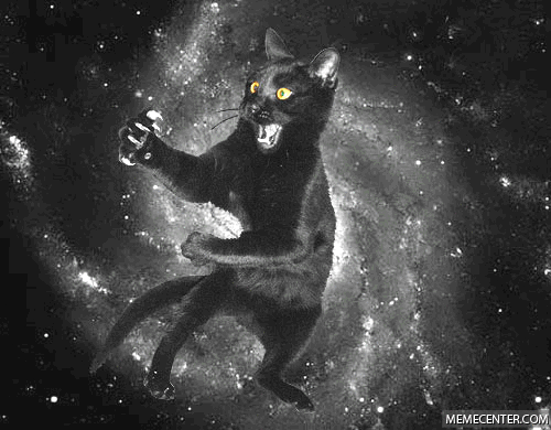 space cats space cat gif wifflegif medium