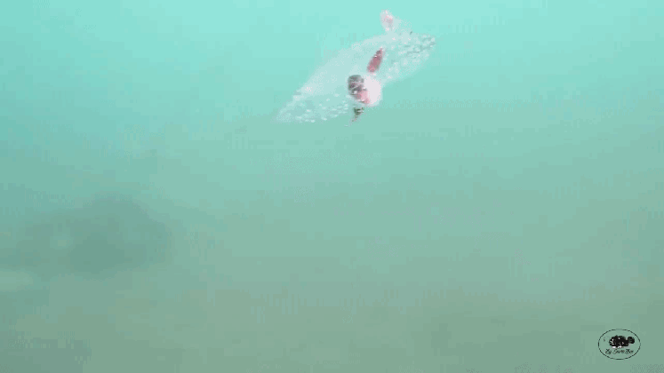 stunning footage of a mysterious translucent sea creature gliding medium
