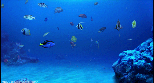 underwater fish gif find share on giphy medium