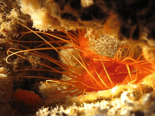 disco clams create strobe light effects thanks to mirror balls in medium