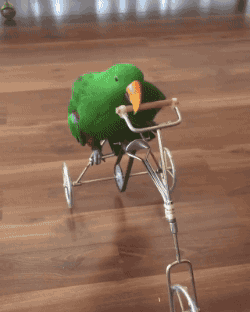 funny animal gifs part 232 10 gifs bicyclememes living the medium