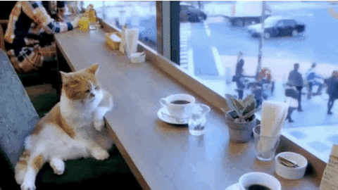 life cafe gif find share on giphy medium