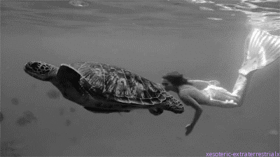 gif turtle tumblr medium