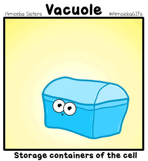 we have a new organelle gif the vacuole all our gifs are at medium