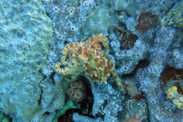 day 9 grenada marine dive site red reef feature creature the medium