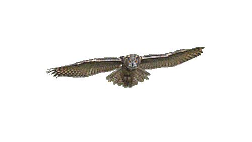 eagle owl gif tumblr medium