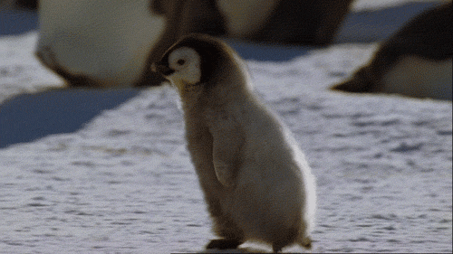 farewell letter from penguins baby penguins and animal medium