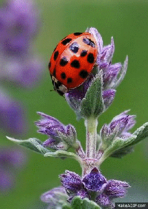 jehovah s wonderful creations ladybugs gif jw god s medium