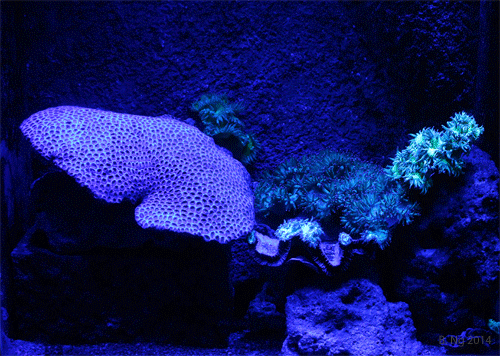 coral reef animals tumblr medium