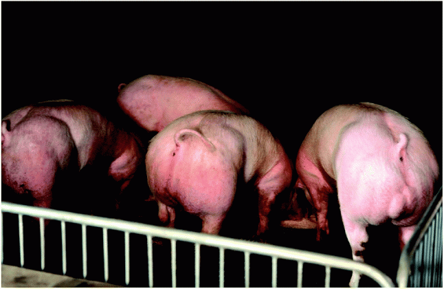 generation of cloned adult muscular pigs with myostatin gene medium