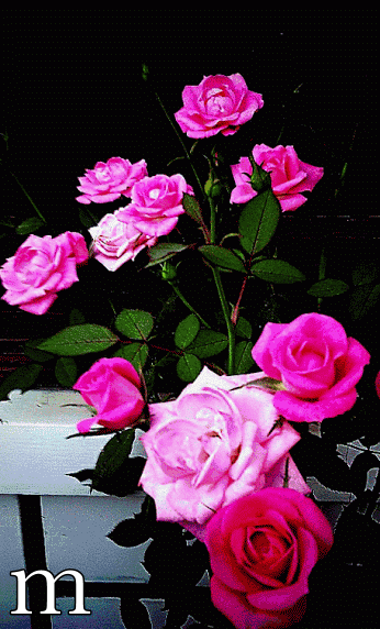 rosas cambiando color gif rosas magicas pinterest medium