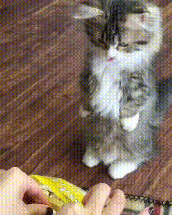 popcorn cat cute cat 2018 medium