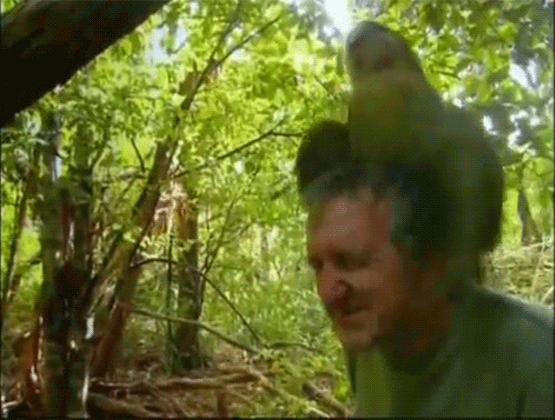 gif lol animals birds y parrot last chance to see kakapo headlikealamb medium