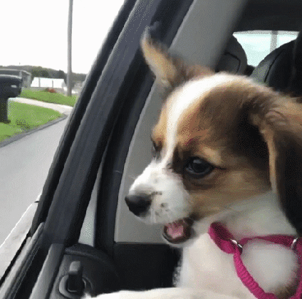 24 awesome dogs who freaking love car rides cuteness medium