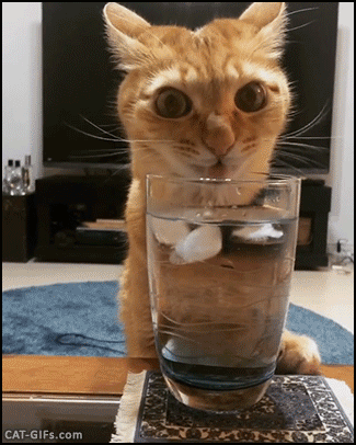 cat gif close up ginger cat is very thirsty drinking in water medium