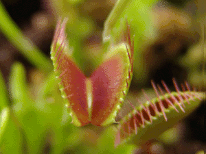 venus flytrap wikivisually medium