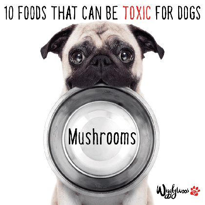 10 people foods that can be toxic for dogs wigglywoof medium