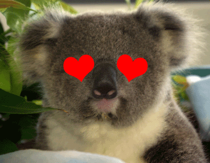 animals cute koala gif on gifer by kazrajora medium