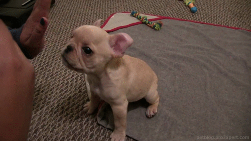 gif dog cute puppy puppies animated gif dogs pet pets tricks french medium