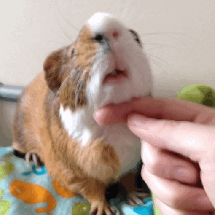 guinea pig gifs find share on giphy medium