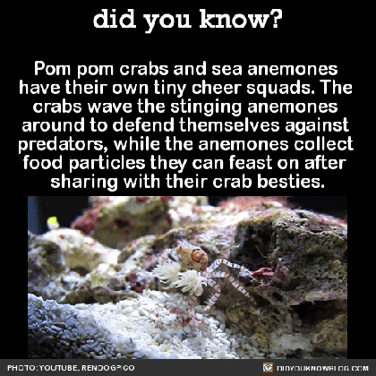 monterey bay aquarium did you kno pom pom crabs and sea anemones medium