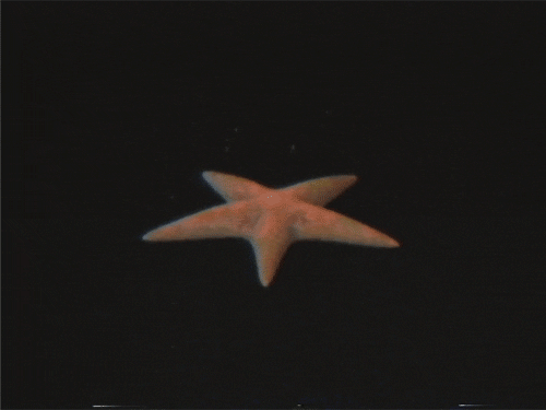 urban dictionary starfish medium