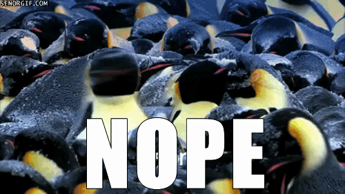 animals nope penguin gif on gifer by bea medium