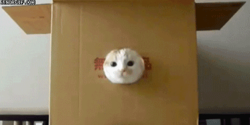 cat dancing gif by cheezburger find share on giphy medium