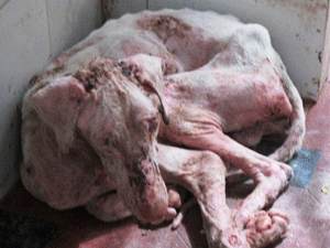 peta uncovers cruelty at government dog breeding unit take medium