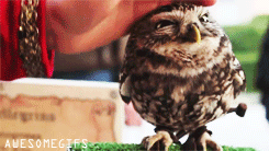 baby owl reaction gif awwwwww pinterest owl pet and puppies medium