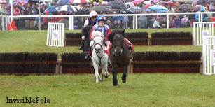horse horse racing shetland pony gif on gifer by morlugar medium